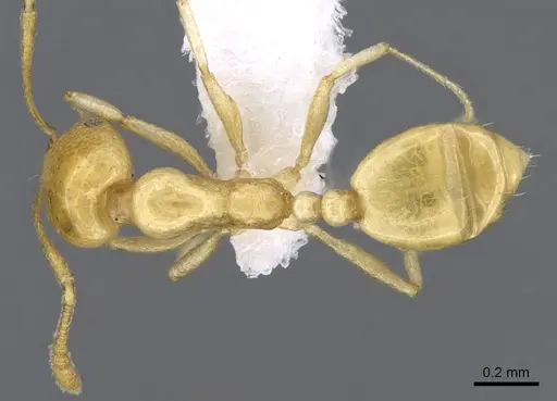 Monomorium elghazalyi specimen CASENT0746626 image casent0746626_1