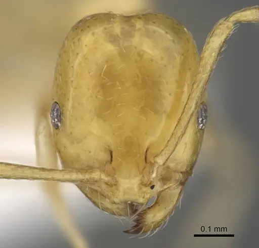 Monomorium elghazalyi specimen CASENT0746626 image casent0746626_2
