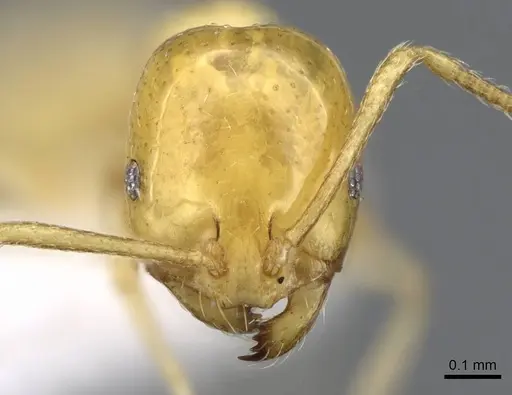 Monomorium elghazalyi specimen CASENT0746626 image casent0746626_3