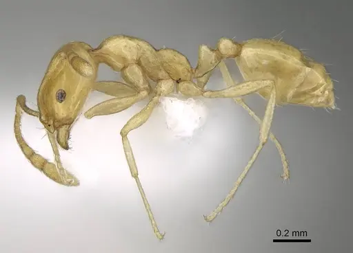 Monomorium elghazalyi specimen CASENT0746626 image casent0746626_4