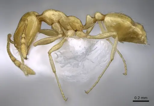 Monomorium elghazalyi specimen CASENT0746626 image casent0746626_5