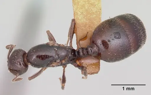 Monomorium emarginatum specimen CASENT0103535 image casent0103535_1