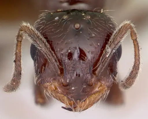 Monomorium emarginatum specimen CASENT0103535 image casent0103535_2