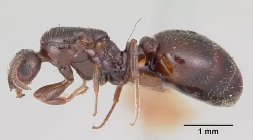 Monomorium emarginatum specimen CASENT0103535 image casent0103535_3