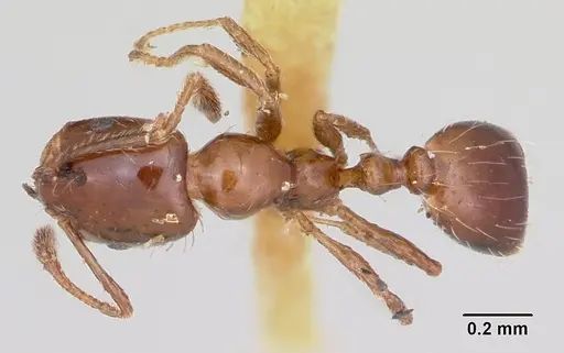 Monomorium emarginatum specimen CASENT0103536 image casent0103536_1