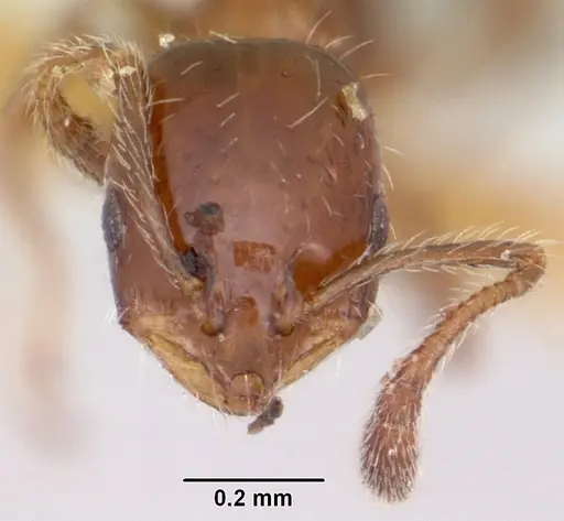 Monomorium emarginatum specimen CASENT0103536 image casent0103536_2