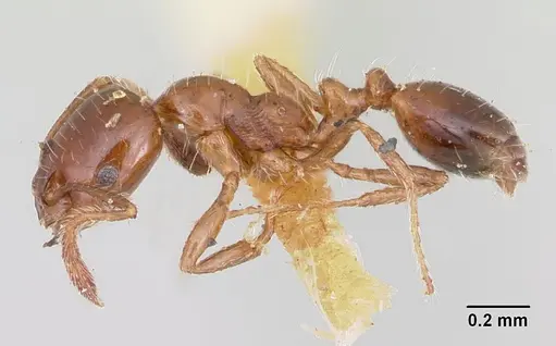 Monomorium emarginatum specimen CASENT0103536 image casent0103536_3