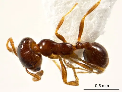 Monomorium eremophilum specimen ANTWEB1008676 image antweb1008676_1