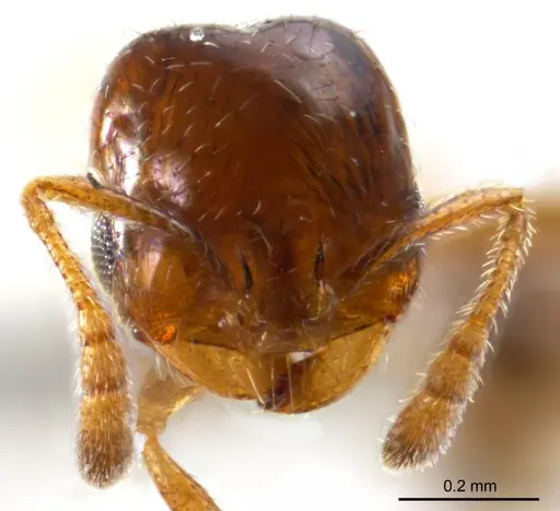 Monomorium eremophilum specimen ANTWEB1008676 image antweb1008676_2