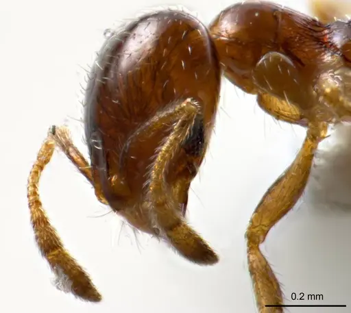 Monomorium eremophilum specimen ANTWEB1008676 image antweb1008676_3