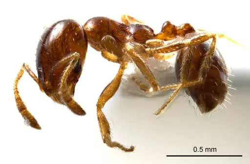 Monomorium eremophilum specimen ANTWEB1008676 image antweb1008676_4