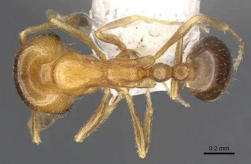 Monomorium eremophilum specimen CASENT0902303 image casent0902303_1