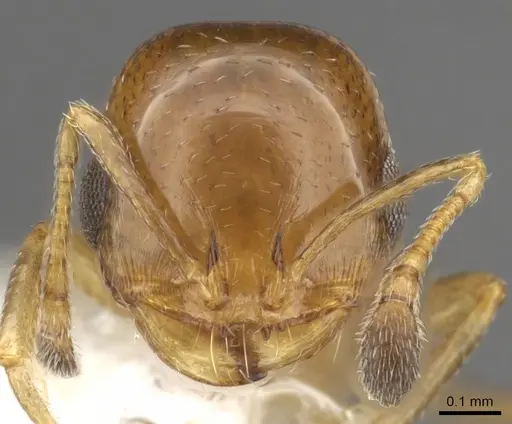 Monomorium eremophilum specimen CASENT0902303 image casent0902303_2