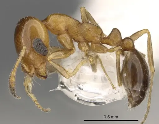 Monomorium eremophilum specimen CASENT0902303 image casent0902303_3
