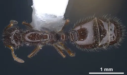 Monomorium ergatogyna specimen ANTWEB1038021 image antweb1038021_1