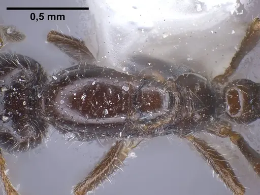 Monomorium ergatogyna specimen ANTWEB1038021 image antweb1038021_2