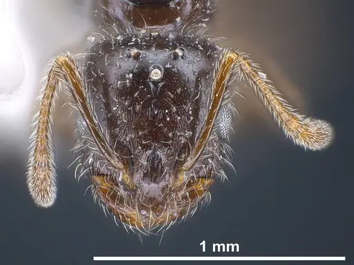 Monomorium ergatogyna specimen ANTWEB1038021 image antweb1038021_3