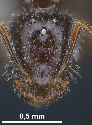 Monomorium ergatogyna specimen ANTWEB1038021 image antweb1038021_4