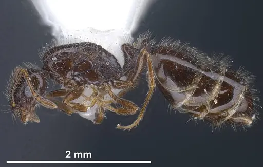 Monomorium ergatogyna specimen ANTWEB1038021 image antweb1038021_5
