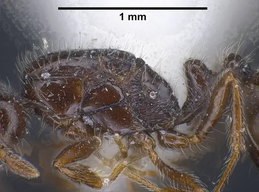 Monomorium ergatogyna specimen ANTWEB1038021 image antweb1038021_6