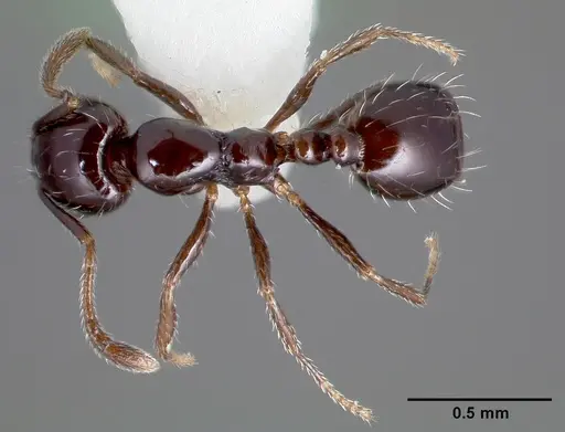 Monomorium ergatogyna specimen CASENT0005781 image casent0005781_1