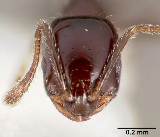 Monomorium ergatogyna specimen CASENT0005781 image casent0005781_2