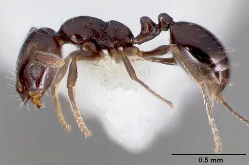 Monomorium ergatogyna specimen CASENT0005781 image casent0005781_3