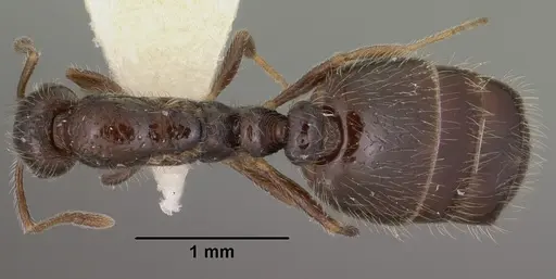 Monomorium ergatogyna specimen CASENT0102849 image casent0102849_1