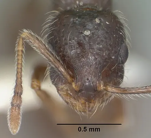 Monomorium ergatogyna specimen CASENT0102849 image casent0102849_2
