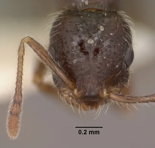 Monomorium ergatogyna specimen CASENT0102849 image casent0102849_3