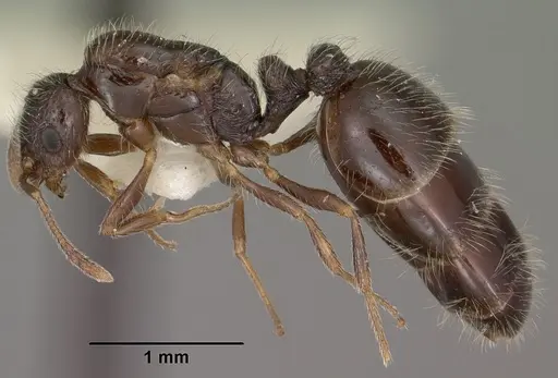 Monomorium ergatogyna specimen CASENT0102849 image casent0102849_4