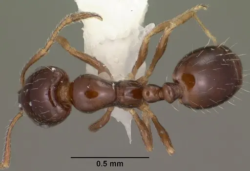 Monomorium ergatogyna specimen CASENT0102850 image casent0102850_1