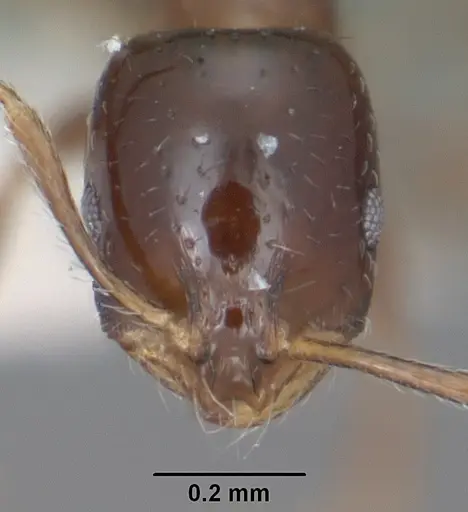 Monomorium ergatogyna specimen CASENT0102850 image casent0102850_2