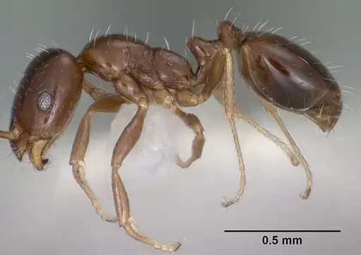 Monomorium ergatogyna specimen CASENT0102850 image casent0102850_3