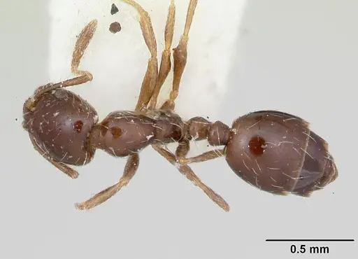 Monomorium ergatogyna specimen CASENT0103528 image casent0103528_1