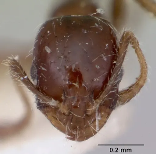 Monomorium ergatogyna specimen CASENT0103528 image casent0103528_2