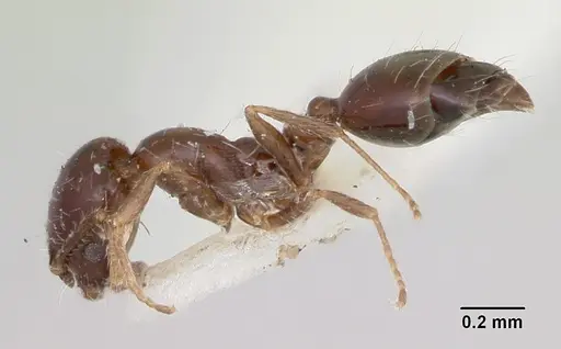 Monomorium ergatogyna specimen CASENT0103528 image casent0103528_3