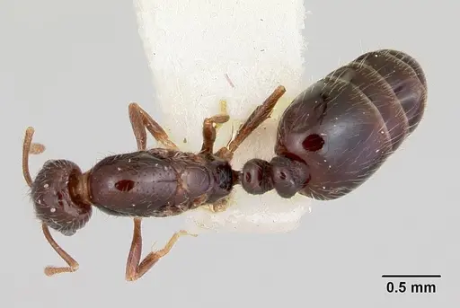 Monomorium ergatogyna specimen CASENT0103529 image casent0103529_1