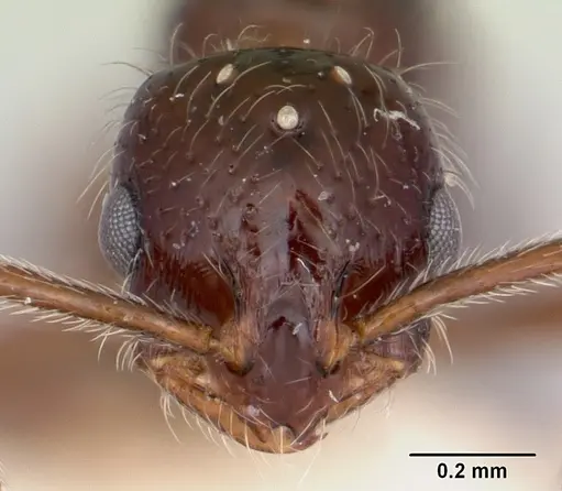 Monomorium ergatogyna specimen CASENT0103529 image casent0103529_2