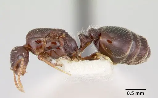Monomorium ergatogyna specimen CASENT0103529 image casent0103529_3