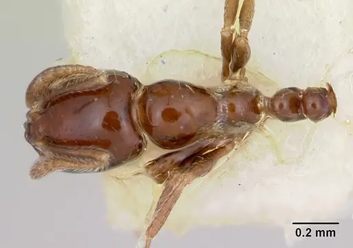 Monomorium ergatogyna specimen CASENT0103530 image casent0103530_1