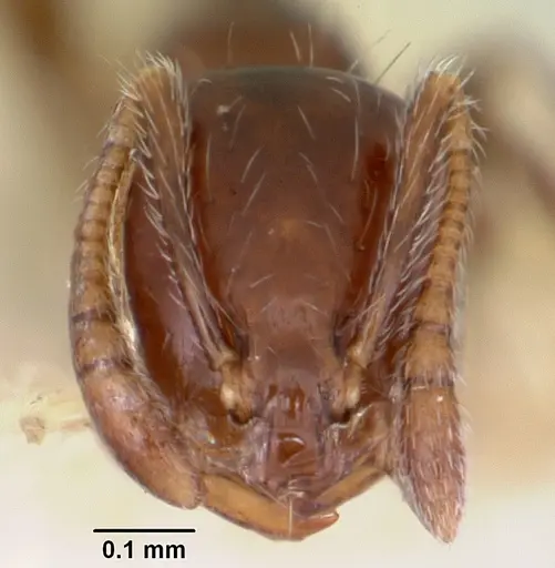 Monomorium ergatogyna specimen CASENT0103530 image casent0103530_2