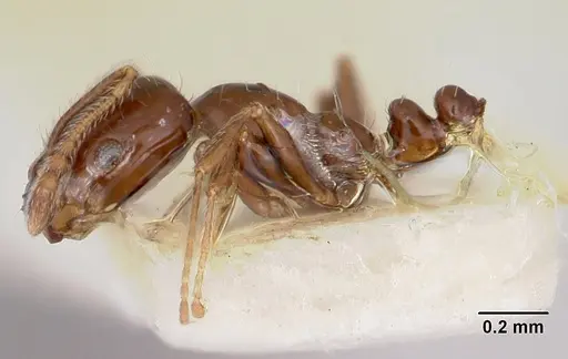 Monomorium ergatogyna specimen CASENT0103530 image casent0103530_3