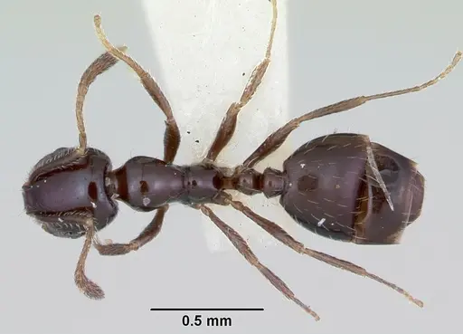 Monomorium ergatogyna specimen CASENT0103532 image casent0103532_1