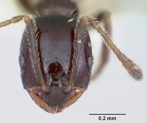 Monomorium ergatogyna specimen CASENT0103532 image casent0103532_2