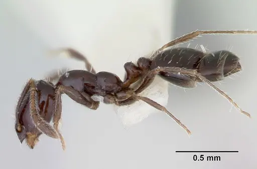 Monomorium ergatogyna specimen CASENT0103532 image casent0103532_3