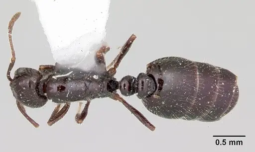 Monomorium ergatogyna specimen CASENT0103533 image casent0103533_1