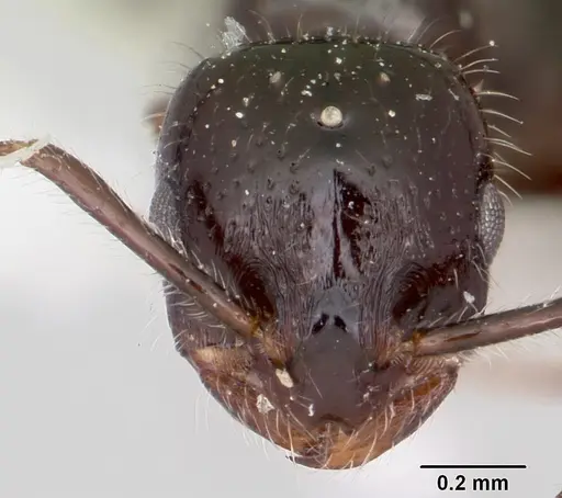 Monomorium ergatogyna specimen CASENT0103533 image casent0103533_2