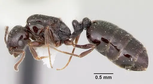 Monomorium ergatogyna specimen CASENT0103533 image casent0103533_3