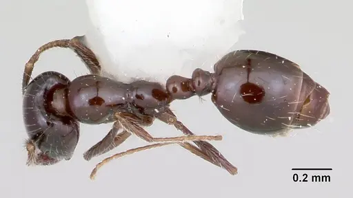 Monomorium ergatogyna specimen CASENT0105771 image casent0105771_1